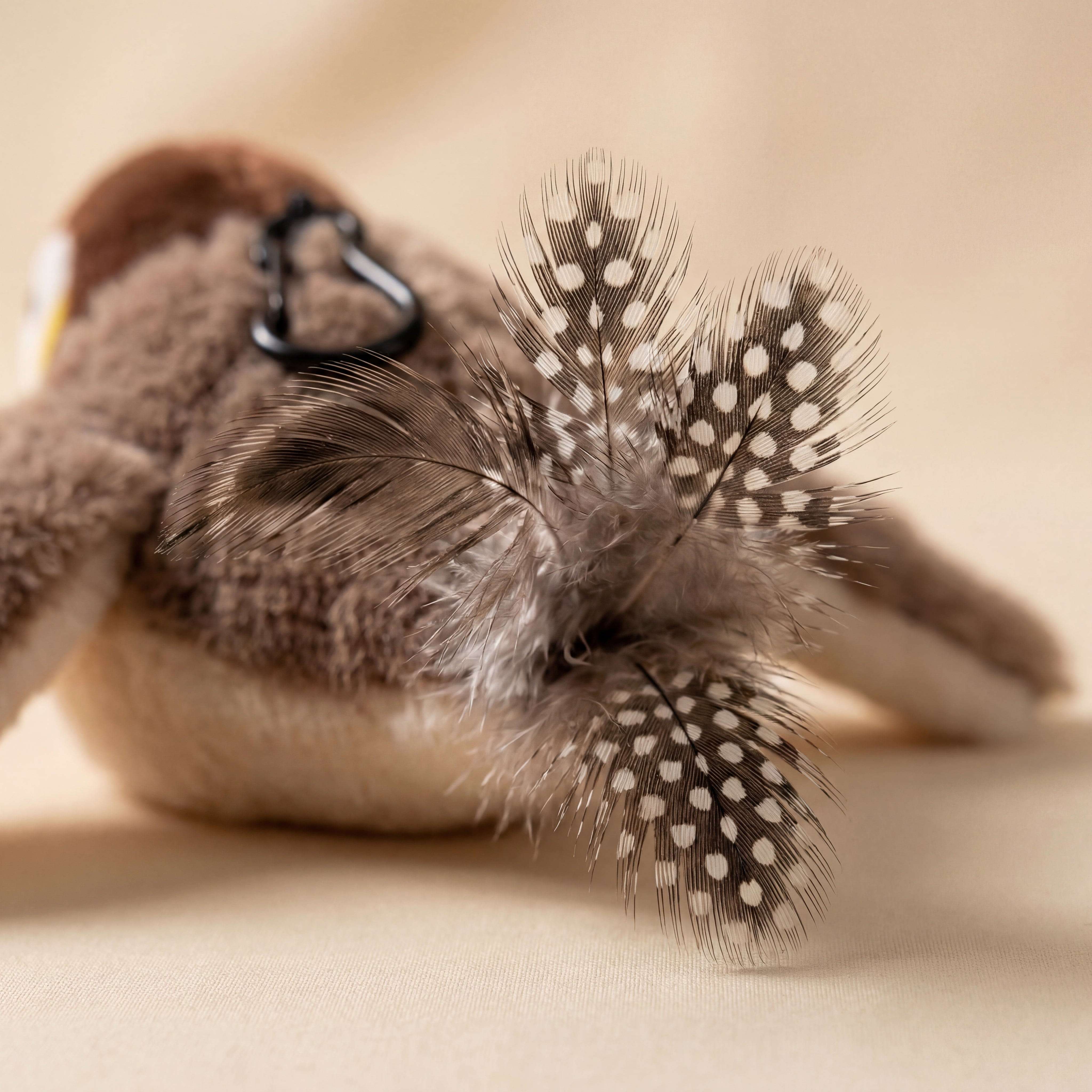 Cottle Birdy